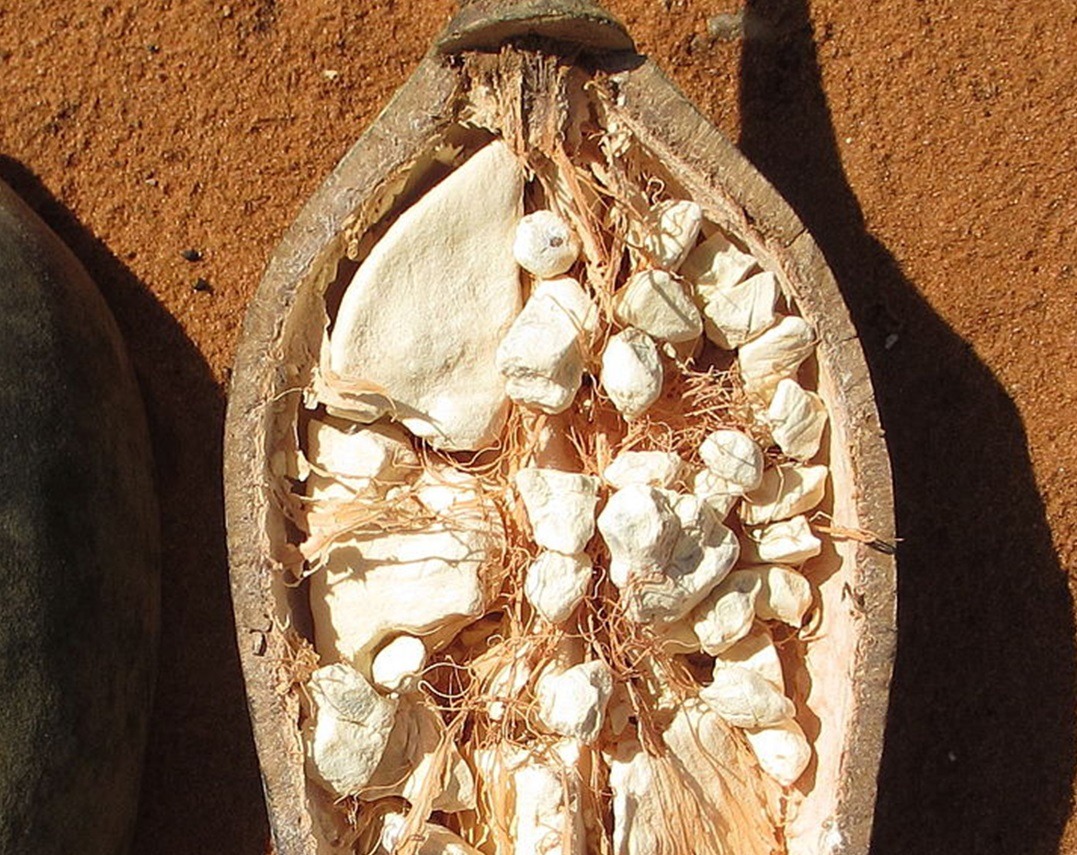 Baobab