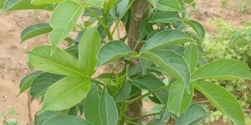 Producteur modèle de reboisement de baobab à Gourcy